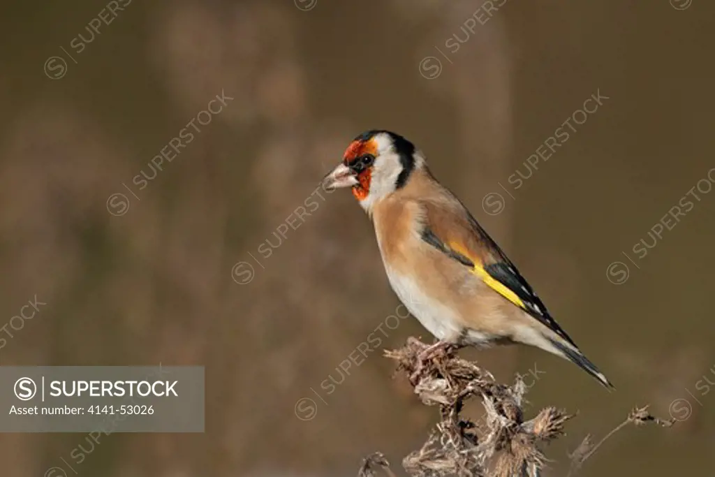 Goldfinch (Carduelis Carduelis) Feeding On Burdock (Arctium Minus) Seed Head, Cheshire, Uk, November