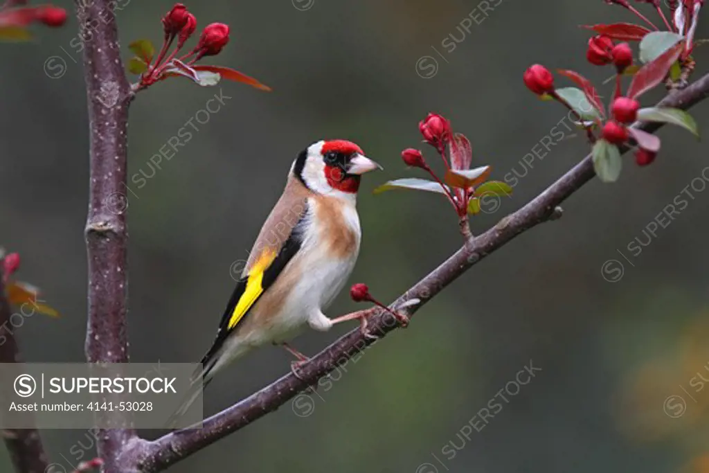 Goldfinch (Carduelis Carduelis) Perched In Tree In Garden Cheshire Uk April