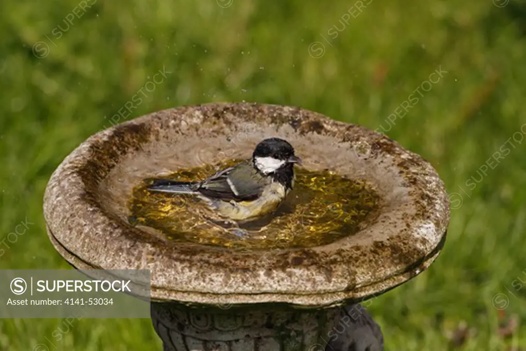 Great Tit (Parus Major) Bathing In Bird Bath In Garden Cheshire Uk April  1610