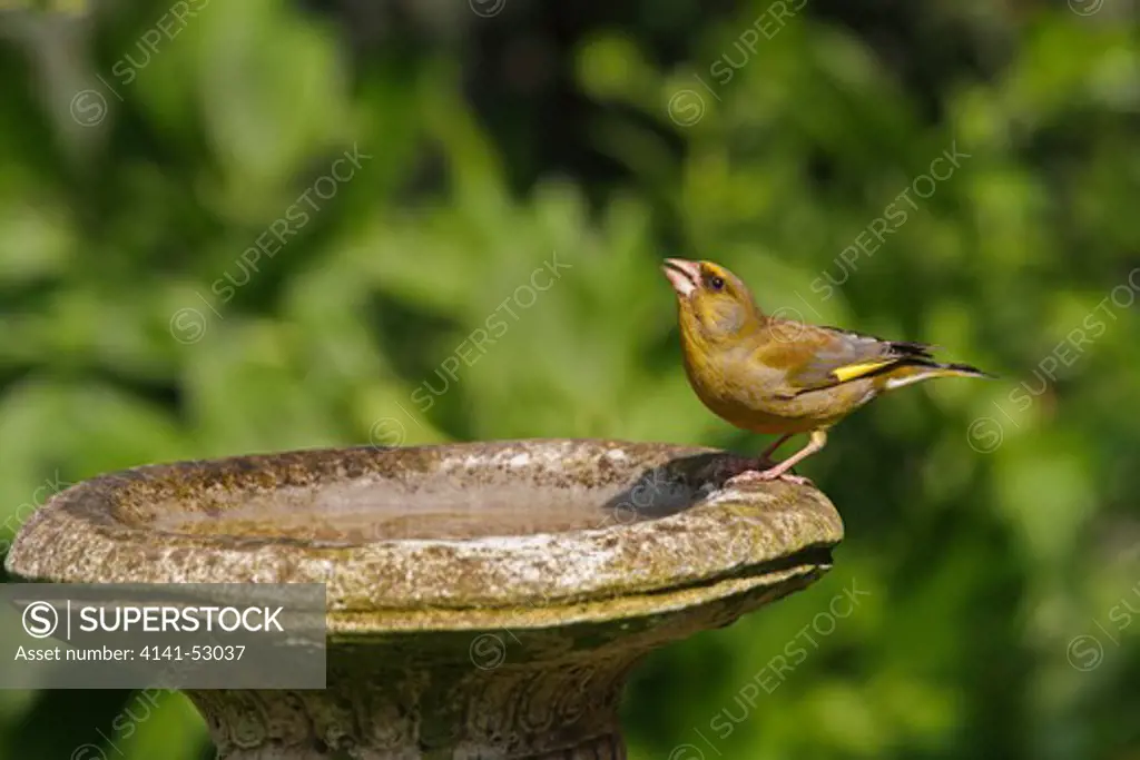 Male Greenfinch (Carduelis Chloris) Drinking At Bird Bath In Garden Cheshire Uk April