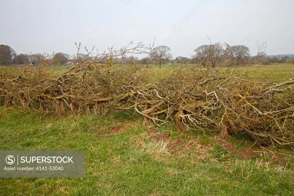 Newly Layered Hedge Made From Old Hawthorn (Crataegus Monogyna) Trees On Farmland Cheshire Uk March