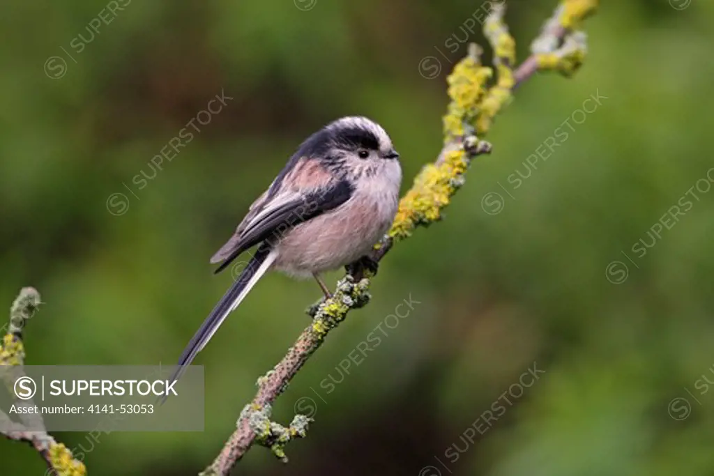 Long-Tailed Tit (Aegithalos Caudatus) Perched In Garden Cheshire Uk January  4985
