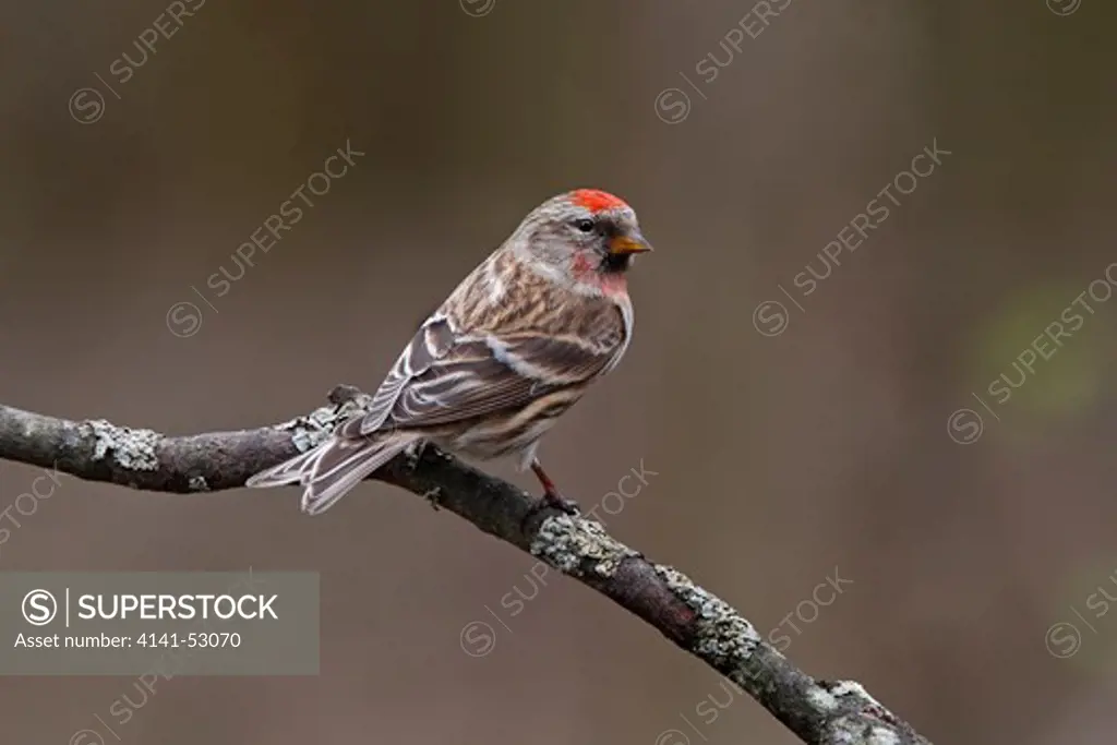 Male Lesser Redpoll (Carduelis Flammea Cabaret) Perched In Woodland North Wales Uk April