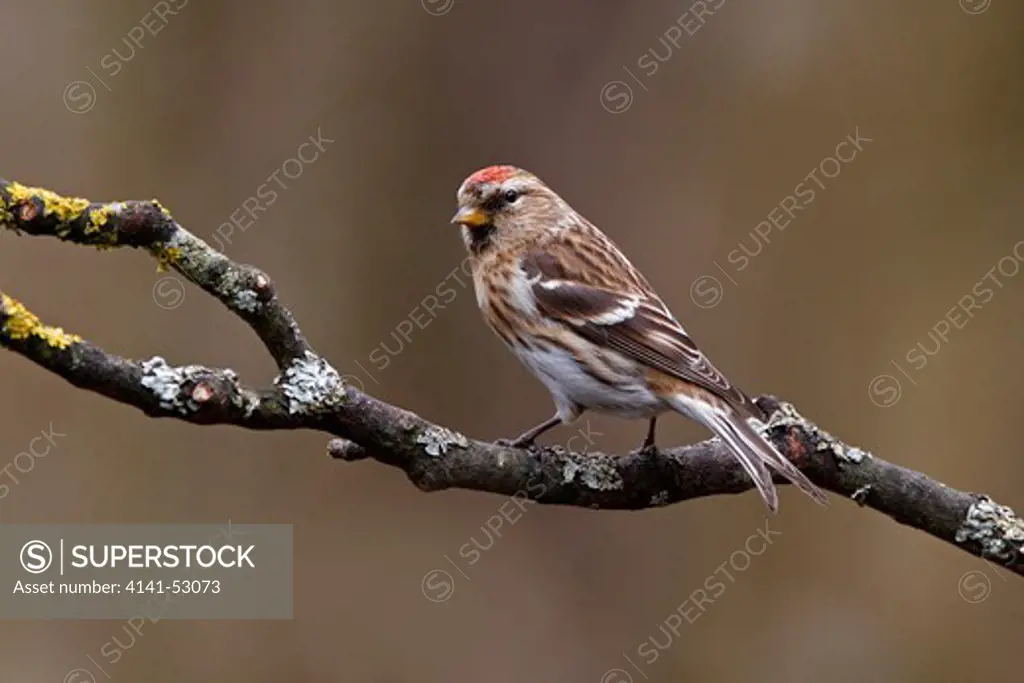 Female Lesser Redpoll (Carduelis Flammea Cabaret) Perched In Woodland North Wales Uk April