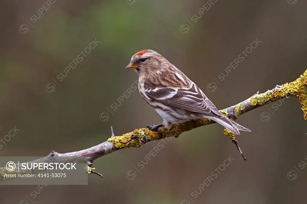 Female Lesser Redpoll (Carduelis Flammea Cabaret) Perched In Woodland North Wales Uk April