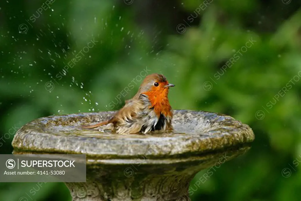 Robin (Erithacus Rubecula) Bathing In Bird Bath In Garden Cheshire Uk April  0501
