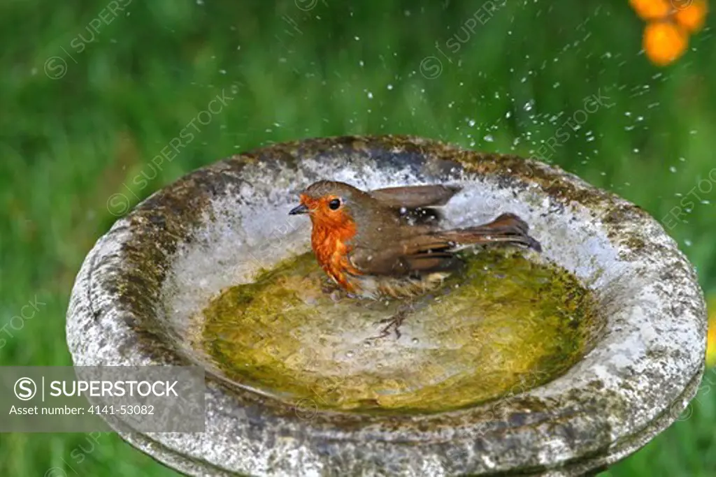 Robin (Erithacus Rubecula) Bathing In Bird Bath In Garden Cheshire Uk April  1190