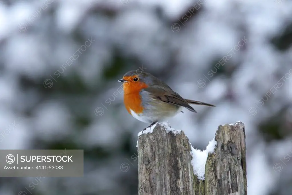 Robin (Erithacus Rubecula) In Snow On Farmland Cheshire Uk December  3452