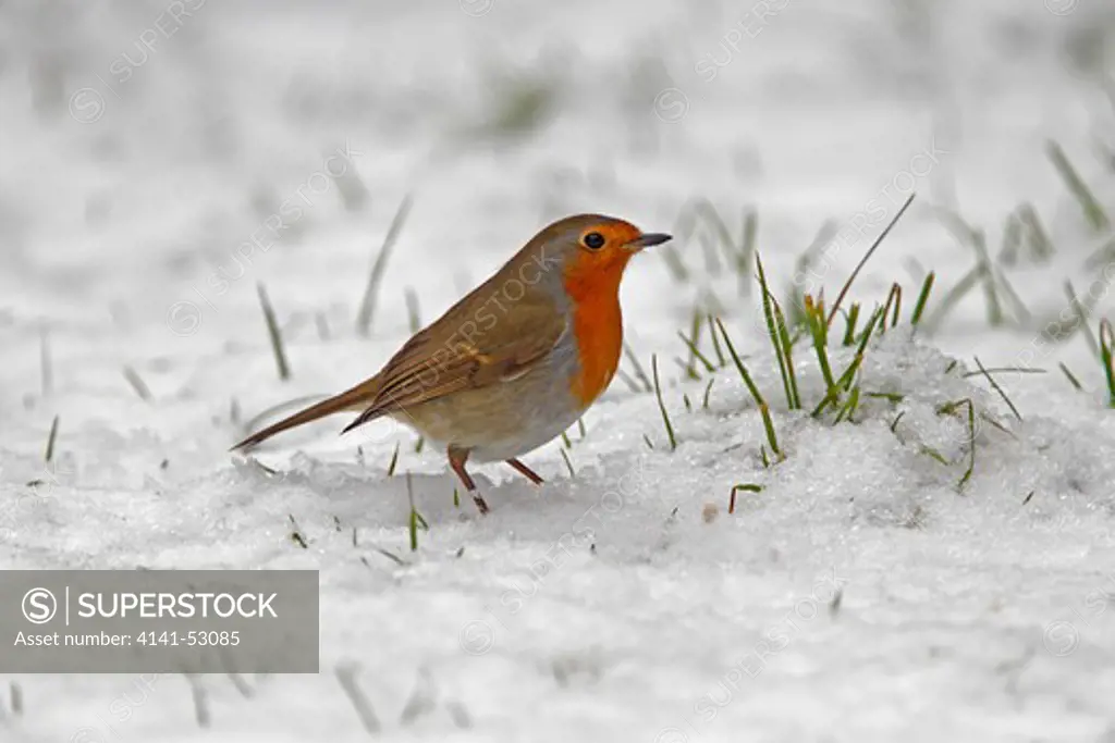 Robin (Erithacus Rubecula) In Snow In Garden Cheshire Uk December  4723