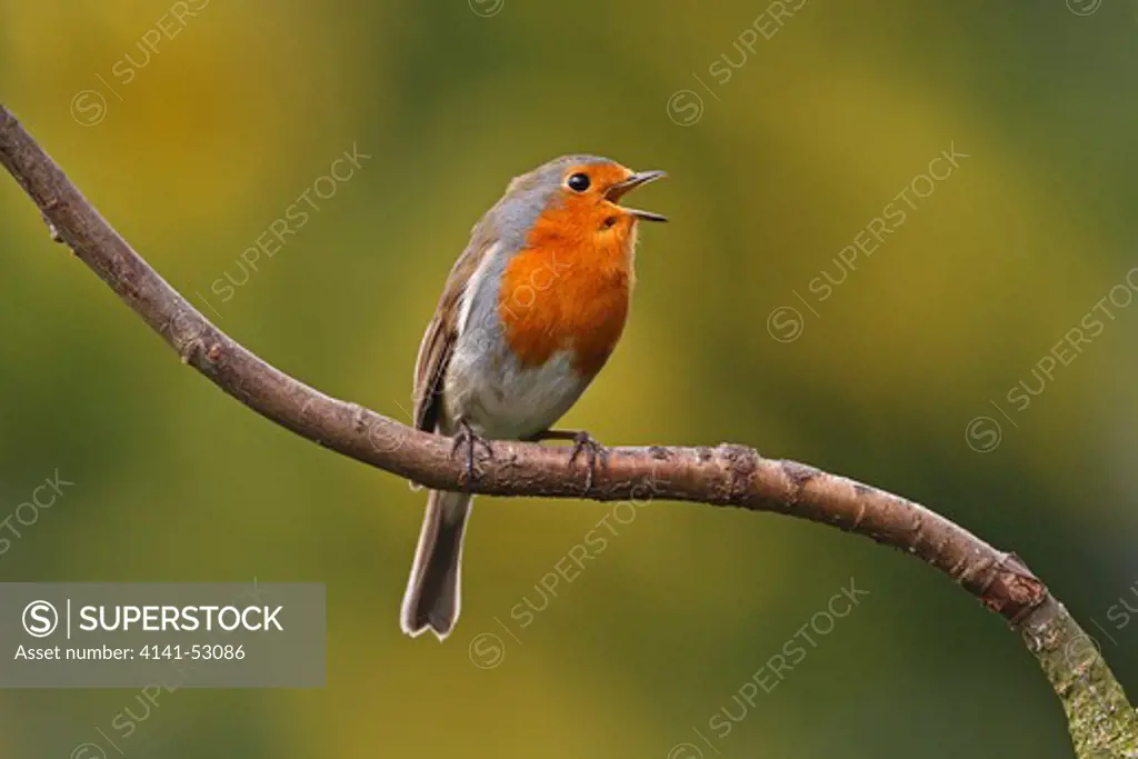 Robin (Erithacus Rubecula) Singing In Tree In Garden Cheshire Uk April  9540