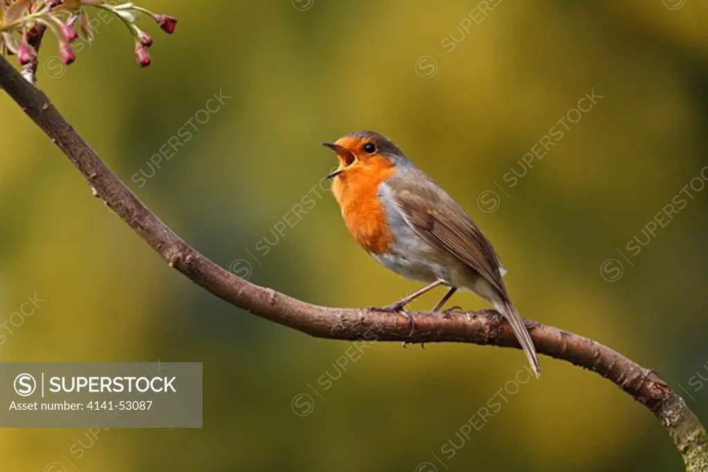 Robin (Erithacus Rubecula) Singing In Tree In Garden Cheshire Uk April  9662