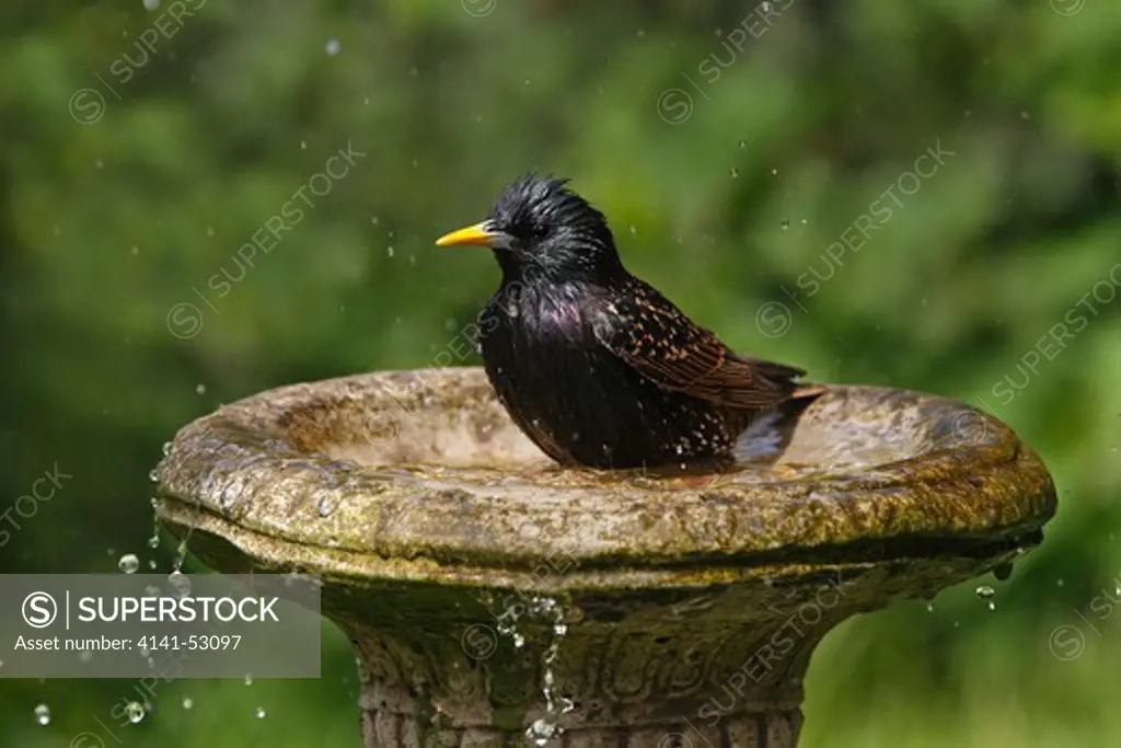 Starling (Sturnus Vulgaris) Bathing In Bird Bath In Garden Cheshire Uk April
