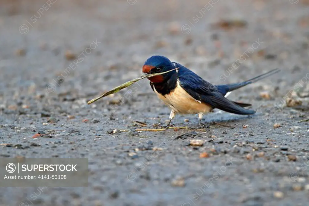 Swallow (Hirundo Rustica) Collecting Nesting Material Wirral Merseyside Uk April  1764