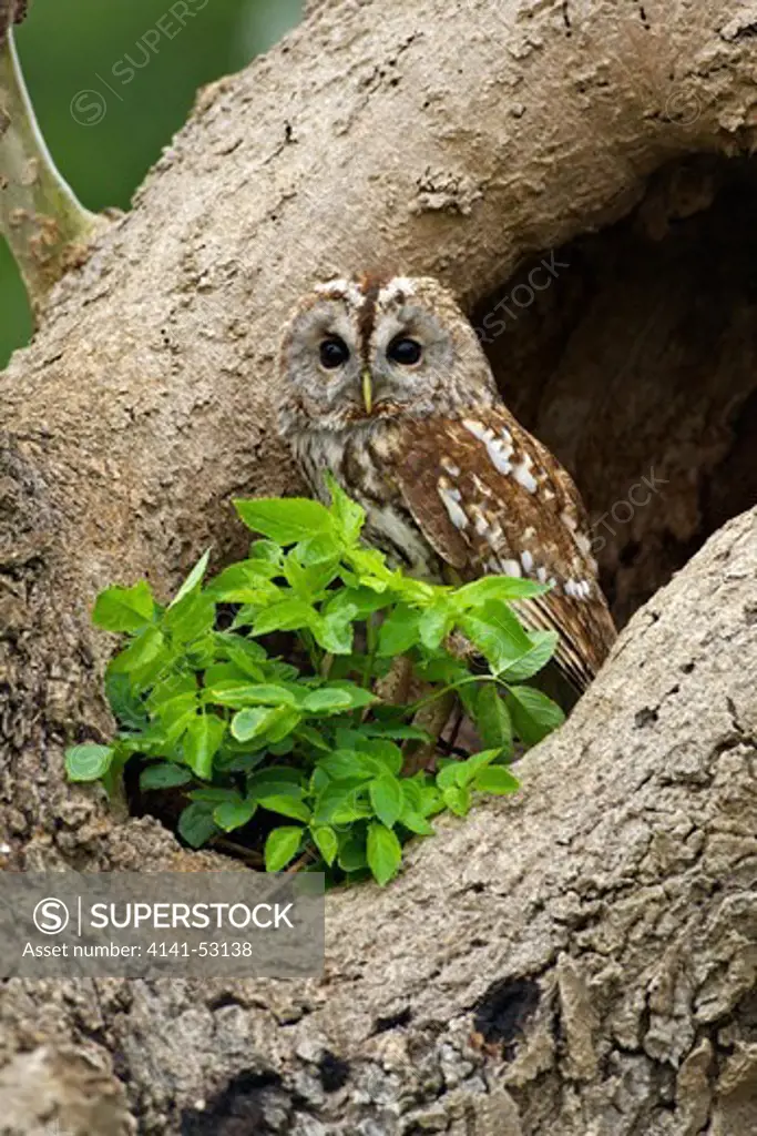 Tawny Owl, Strix Aluco, Captive, Barn Owl Centre, Gloucestershire, England, Uk