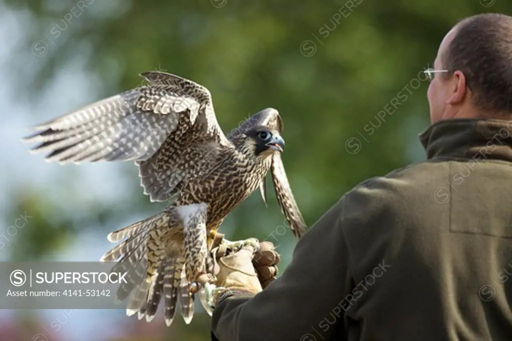 Peregrine Falcon, Falco Peregrinus, Captive, With Handler, Loughborough, Leicestershire, England, Uk