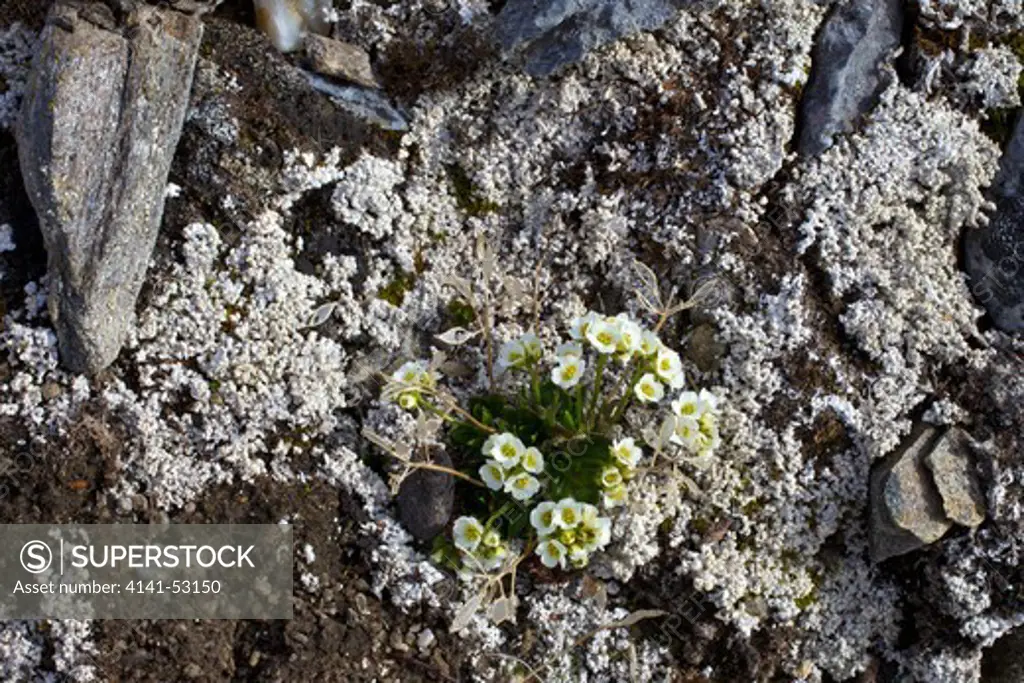 Lapland Whitlow-Grass, Draba Lactea, Spitzbergen, Svalbard, Arctic Norway, Europe