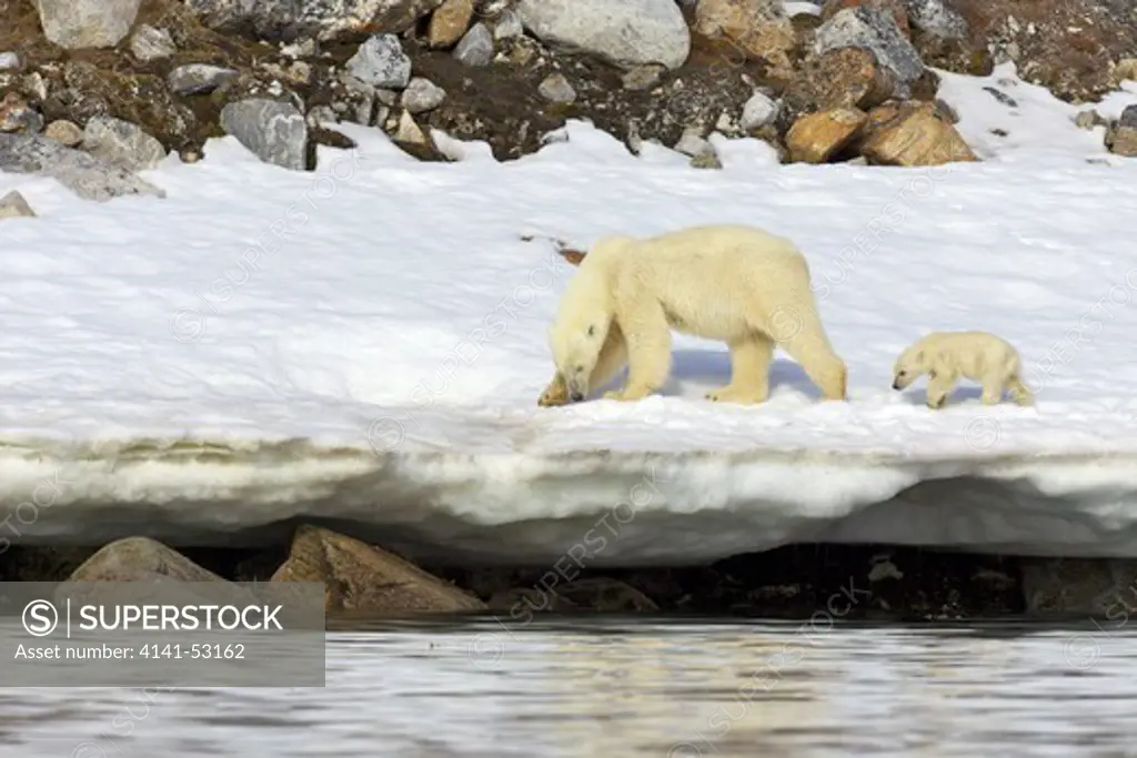 Polar Bear Mother And 6- Month-Old Cub In Snowy Landscape In Arctic Summer, Holmiabukta, Northern Spitzbergen, Svalbard, Norway, Europe