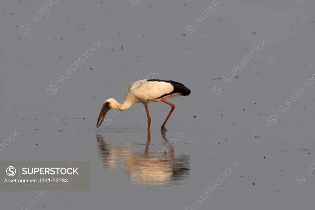 The Asian Openbill Or Asian Openbill Stork, Anastomus Oscitans, Is A Large Wading Bird In The Stork Family Ciconiidae. It Is A Resident Breeder In Tropical Thailand
