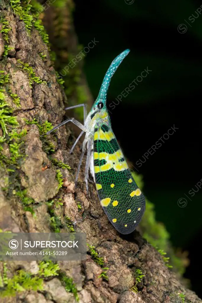 A Lantern Bug Of The Pyrops Genus At Erawan National Park In Kanchanaburi, Thailand.