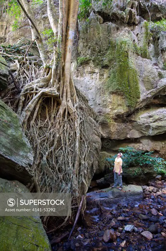 Hiker Looking At The Roots Of A Ficus Altissima Fig Tree At Tham Lot Yai In Chaloem Ratanakosin National Park In Kanchanaburi, Thailand.