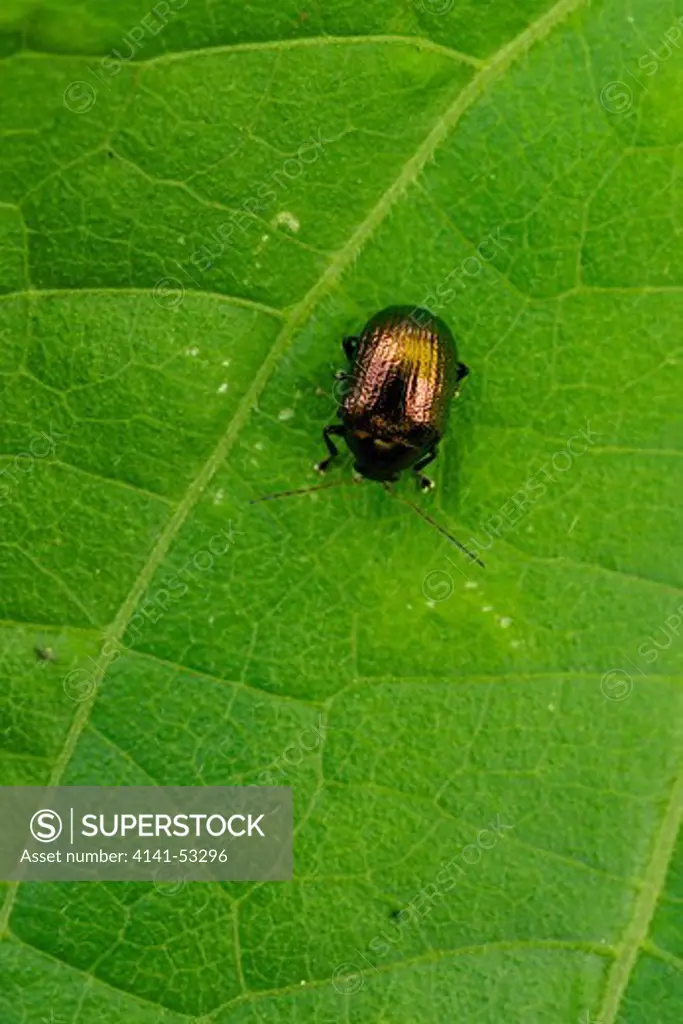 Brightly Coloured Bug In Khao Yai National Park