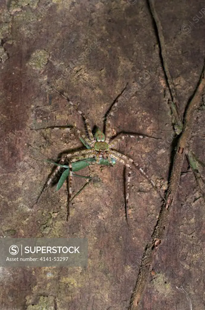 A Forest Spider Devouring A Mantis In The Pang Sida National Park In Thailand