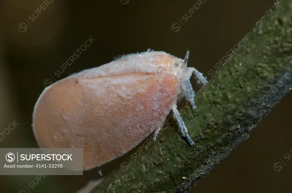 A Flatidae Planthopper Insect In Pang Sida National Park, Thailand. A Plant Hopper Is Any Insect In The Infraorder Fulgoromorpha Within The Hemiptera. The Name Comes From Their Remarkable Resemblance To Leaves And Other Plants Of Their Environment And From The Fact That They Often  Hop  For Quick Transportation In A Similar Way To That Of Grasshoppers.