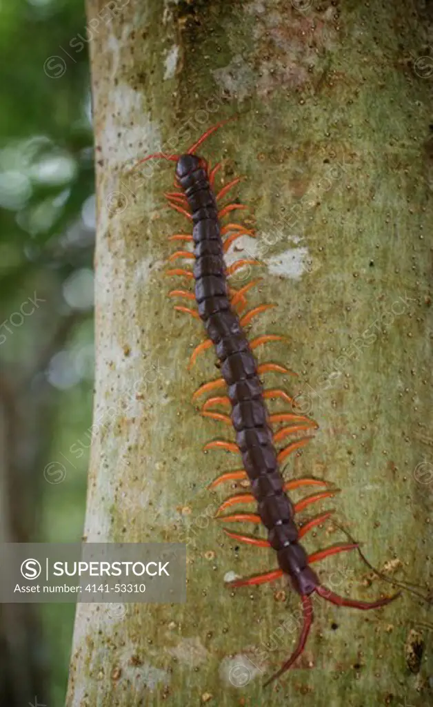 Wild Thai Giant Centipede (Scolopendra Subspinipes). In Khao Ang Rue Nai Wildlife Sanctuary In Thailand.