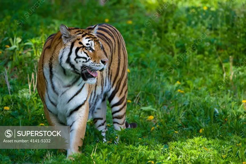 siberian tiger, panthera tigris altaica; hengdaohezi tiger park, near hailin, china