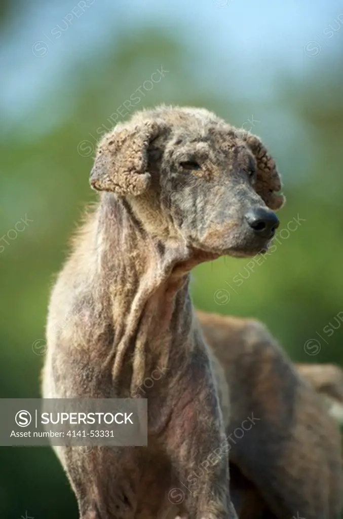A Dog Suffering With With Severe Sarcoptic Mange.