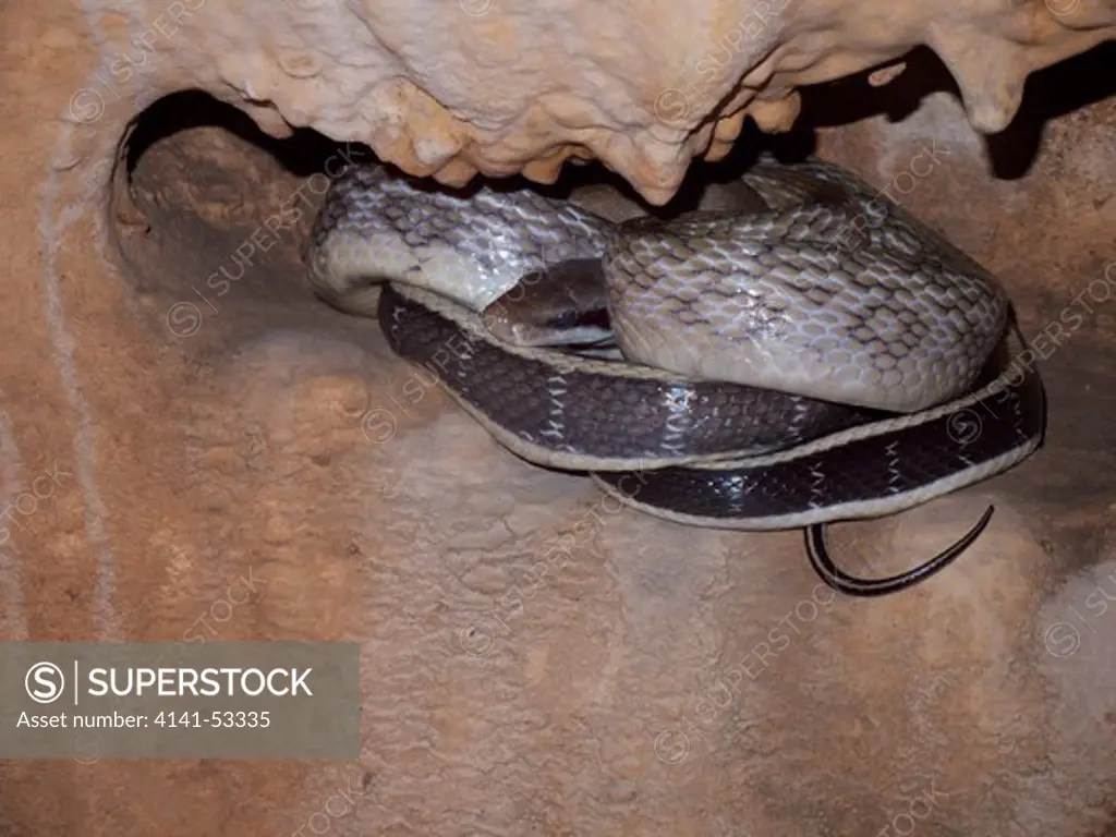 The Cave Dwelling Snake Or Cave Racer Inhabits Limestone Caves Of Thailand. It Is Considered A Specialised Subspecies Of The More Widespread Orthriophis Taeniurus.