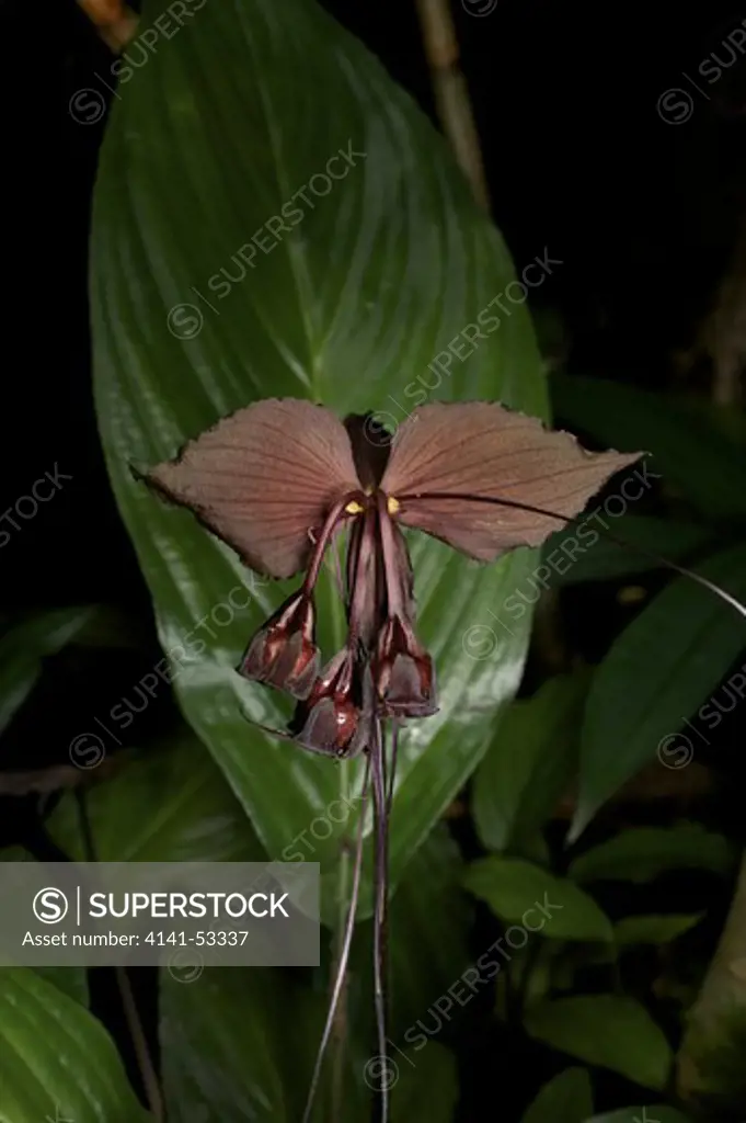 A Wild Black Bat Flower, Tacca Chantrieri, Is A Species Of Flowering Plant In The Yam Family Dioscoreaceae. This Specimen Was Found Growing On A Stream Side On The Border Of Huai Kha Khaeng, Thailand.