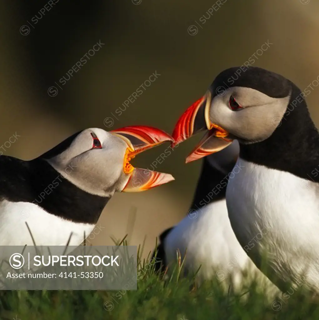 Two Atlantic Puffins Are Having A Quarrel With Each Other On The Cliffs Of Latrabjarg In The West Of Iceland.