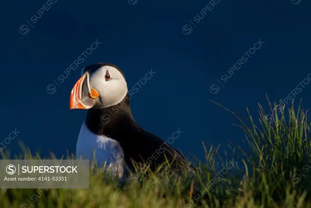 A Puffin At Sunset At The Most Western Tip Of Iceland.