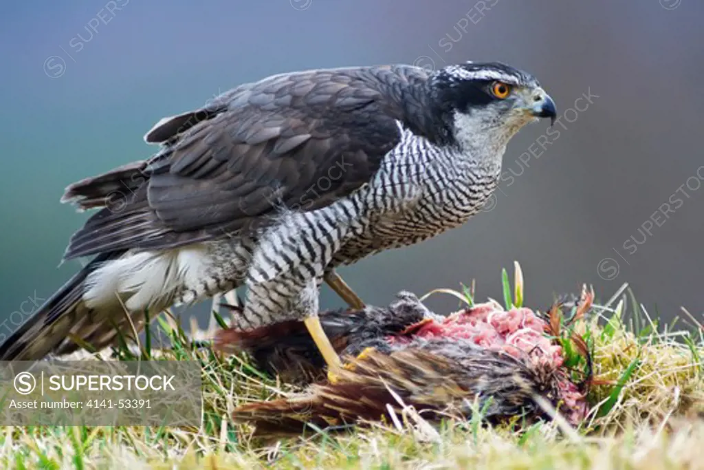 A Goshawk Is Feeding On A Prey In The Cairngorms National Park In Scotland