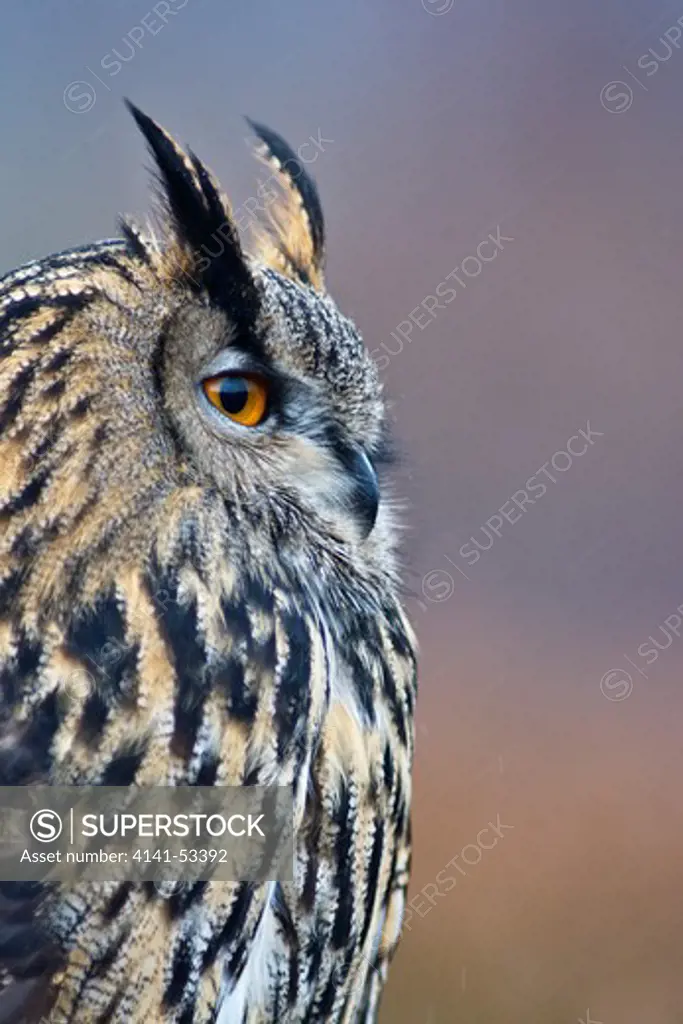 A Closeup Portrait Of An Eurasian Eagle Owl In The Cairngorms National Park In Scotland