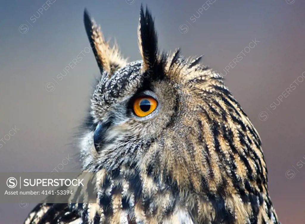 A Closeup Portrait Of An Eurasian Eagle Owl In The Cairngorms National Park In Scotland