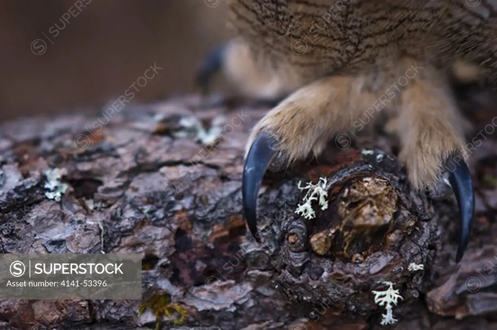 A Closeup Portrait Of The Claws Of An Eurasian Eagle Owl In The Cairngorms National Park In Scotland