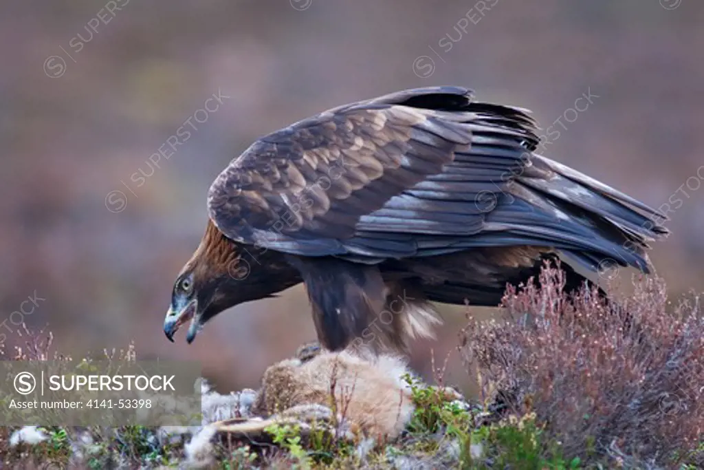 A Golden Eagle Is Sitting In The Heather With A Prey Feeding In The Cairngorms National Park In The Scottish Highlands