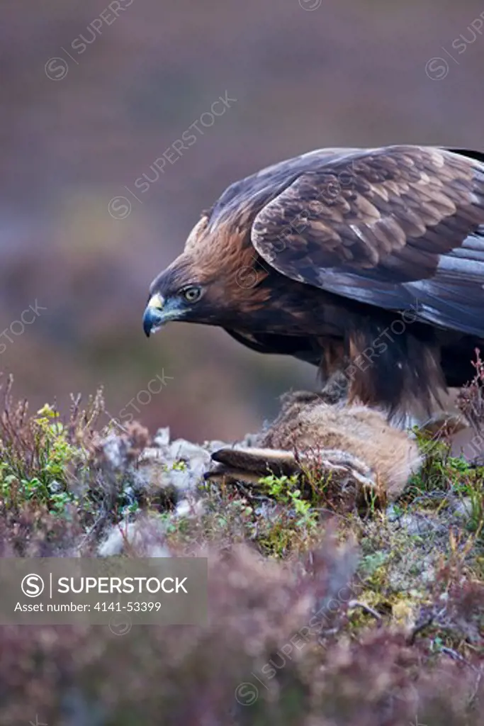 A Golden Eagle Is Sitting In The Heather With A Prey Feeding In The Cairngorms National Park In The Scottish Highlands