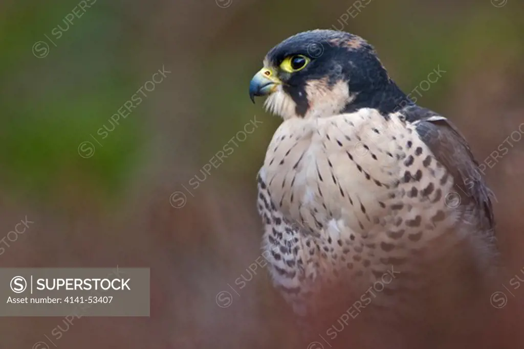 A Peregrine Falcon Is Sitting In The Heather In The Scottish Highlands In The Cairngorms National Park