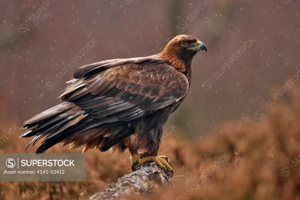 A Golden Eagle Is Sitting In The Heather While It'S Raining In The Cairngorms National Park In The Scottish Highlands
