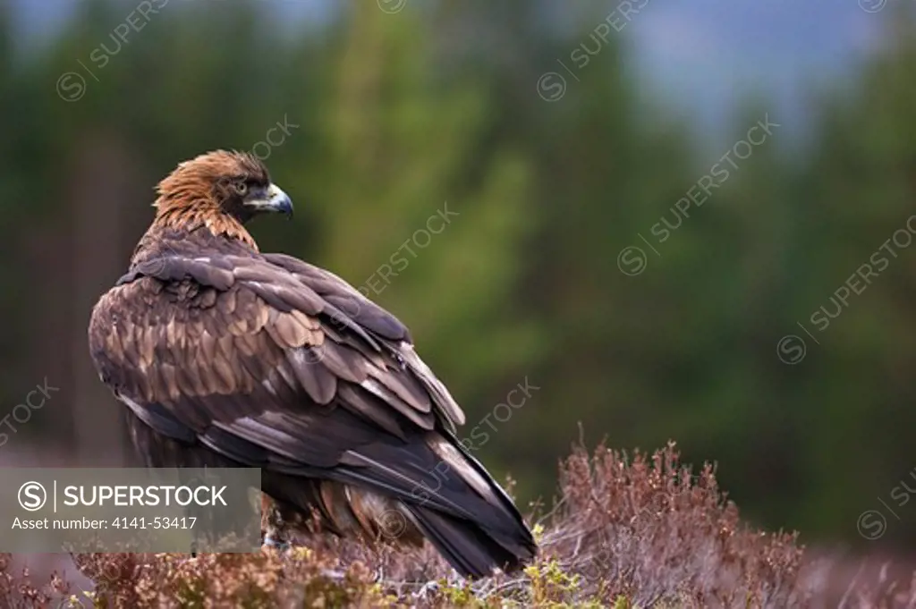 A Golden Eagle Is Sitting In The Heather In The Cairngorms National Park In The Scottish Highlands