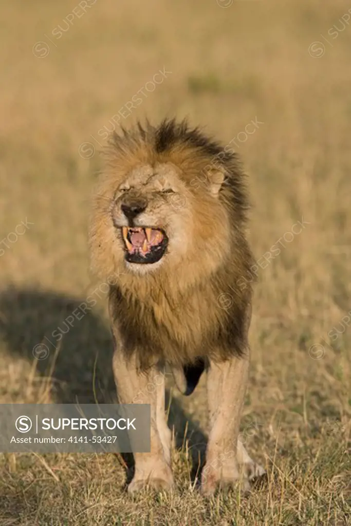 Male Lion Senting Out The Pride In The Masai Mara