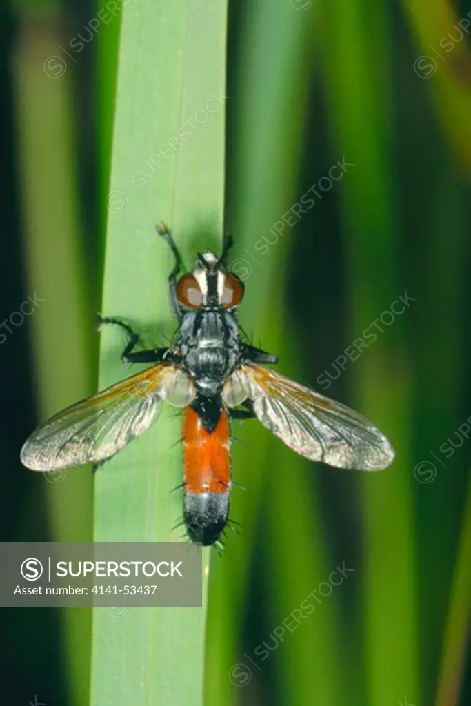 Tachinid Fly, Cylindromyia Sp. On Leaf