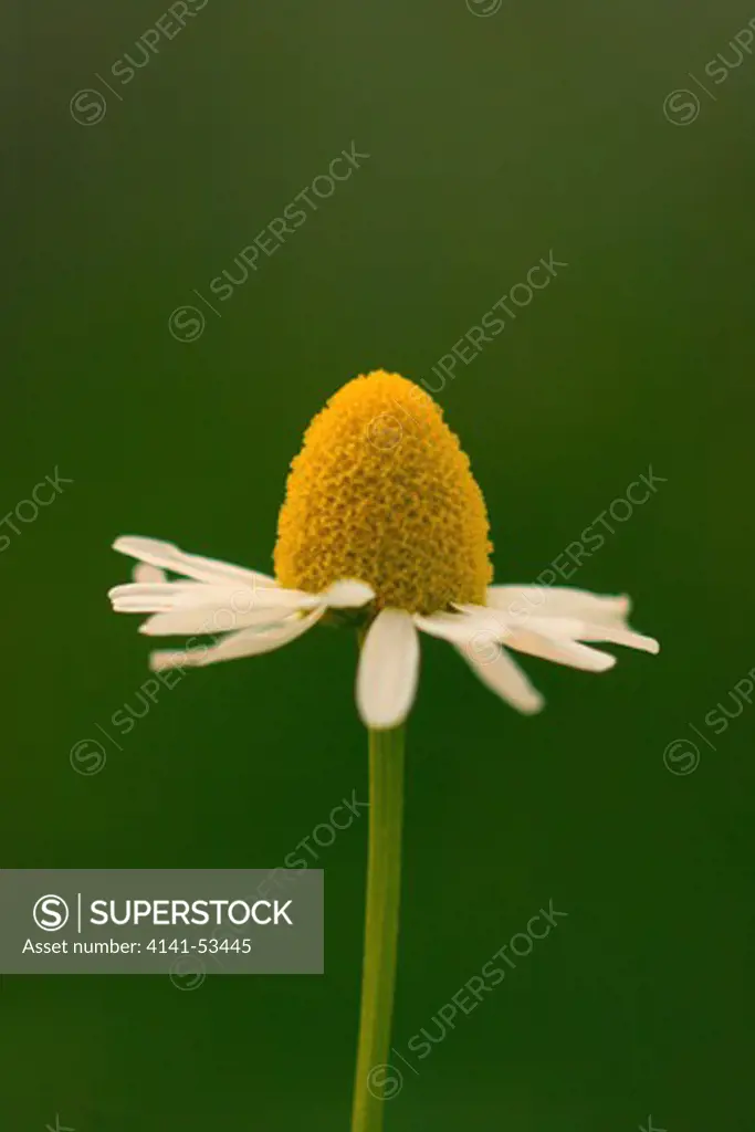 Camomile (Matricaria Chamomilla). Flower Close-Up