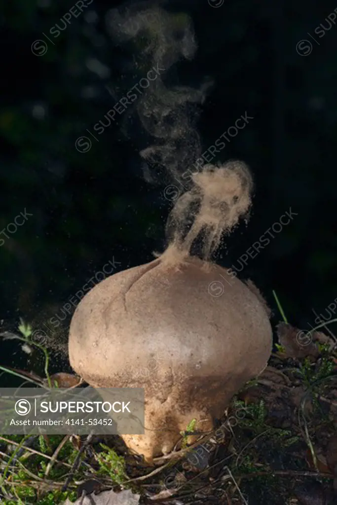 Puff-Ball Mushroom, Lycoperdon Perlatum. Exploding Spores