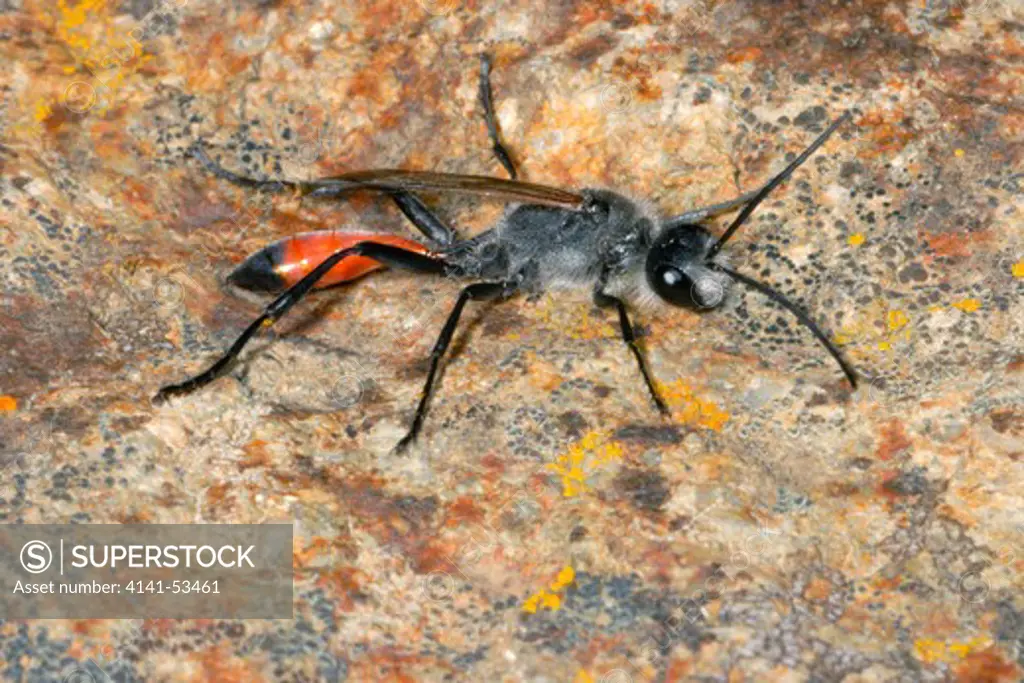 Digger Or Sand Wasp, Ammophila Sp. On Rock