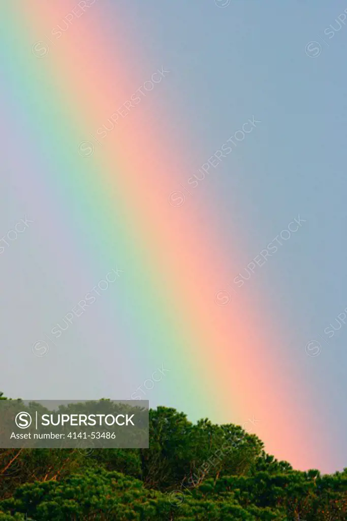 Rainbow Over Pine Trees