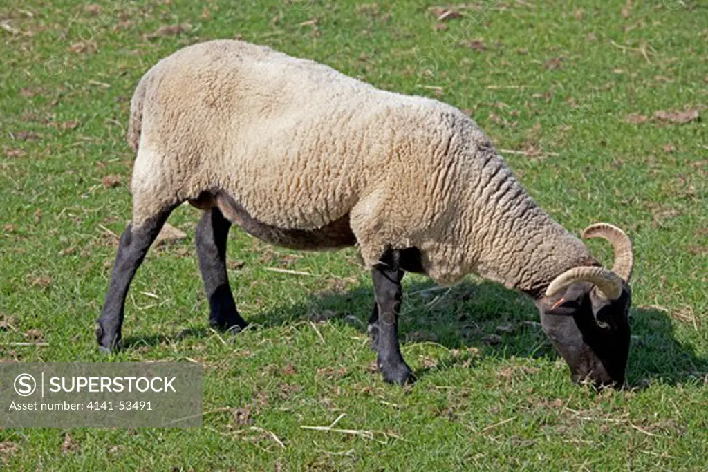 Norfolk Horn Black Faced Sheep Grazing Cotswold Farm Park Uk